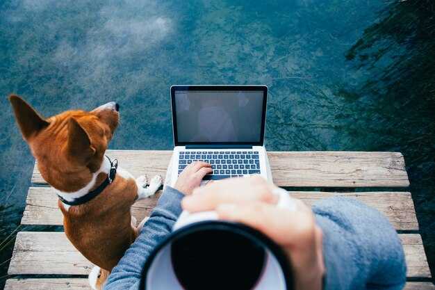 JetBlue ESA Policy and Psychiatric Service Animals - A Practical Guide