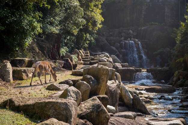 The History of Central Park Zoos - From 19th-Century Beginnings to Modern Conservation