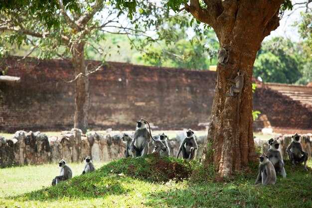 The Largest Zoo in the USA - A Wildlife Lovers' Paradise