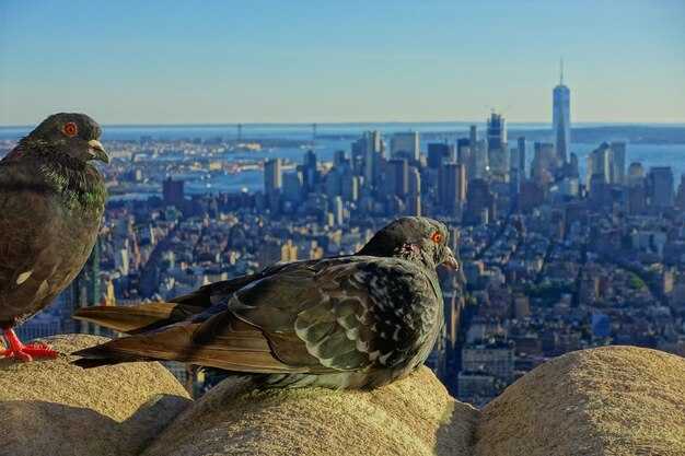 One World Observatory NYC: Skyline, Tickets, and The 9/11 Memorial