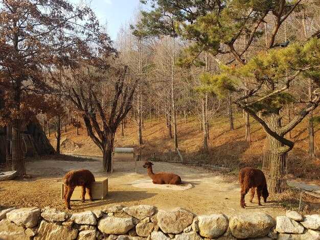 Early Animal Collection and Care Practices